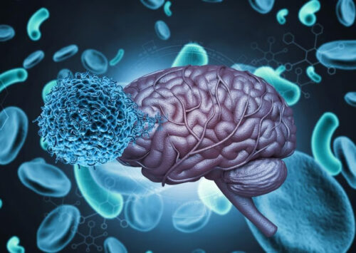 Uno en 3 lleva parásito cerebral; estudio revela cómo es mantenido a raya