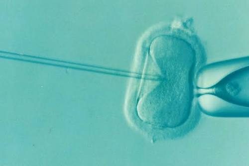 Del primer nacimiento por FIV a la inteligencia artificial y la preservación de la fertilidad